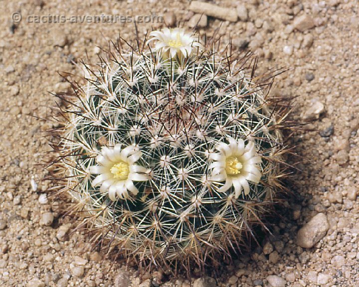 Mammillaria discolor esperanzaensis -232